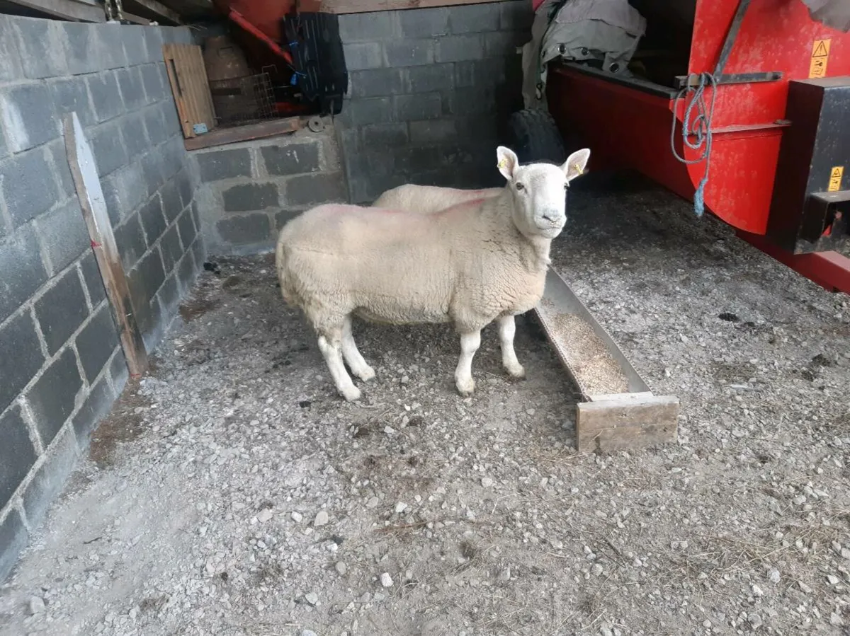 North County Cheviot Ram - Image 3