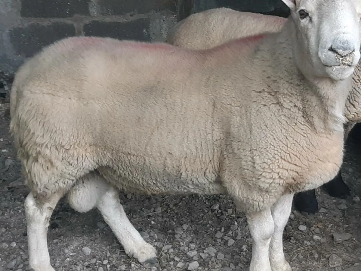 North County Cheviot Ram - Image 4