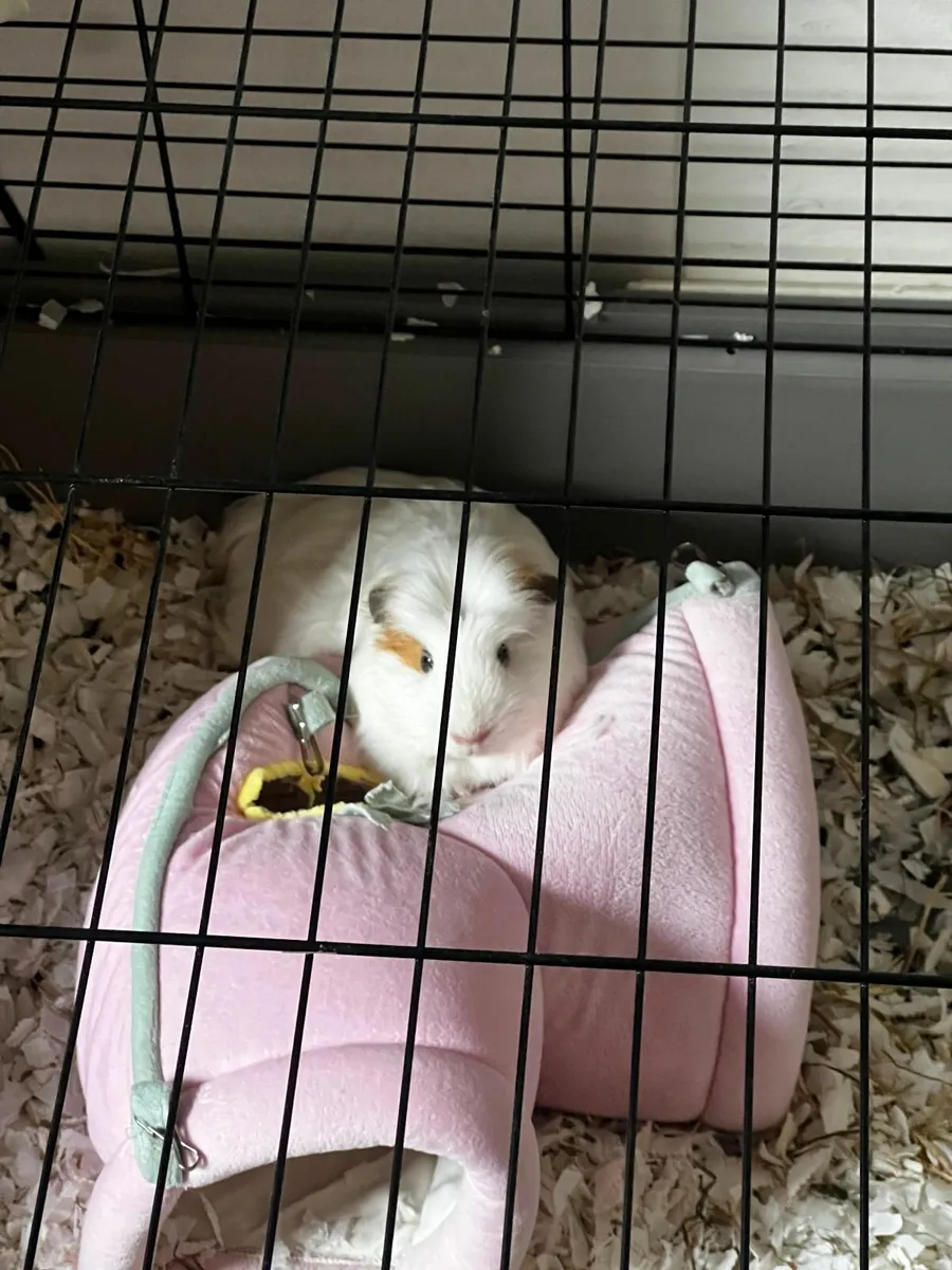 Guinea Pigs - Image 4