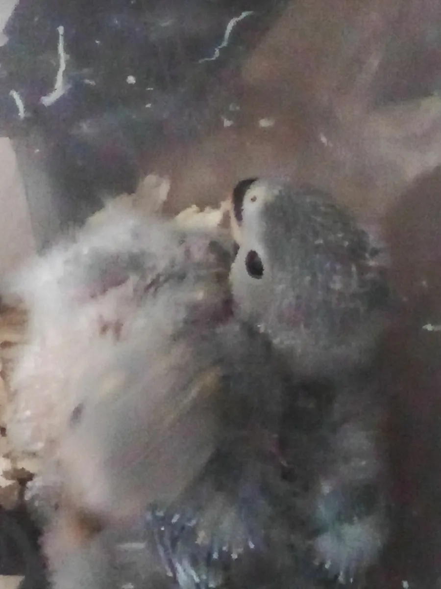 Hand reared parrots - Image 1