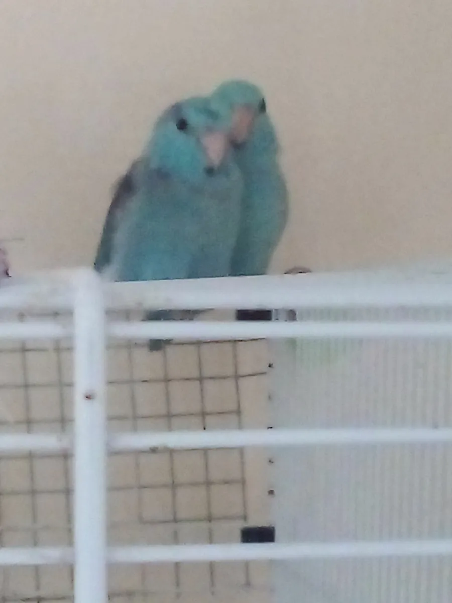 Hand reared parrots - Image 2