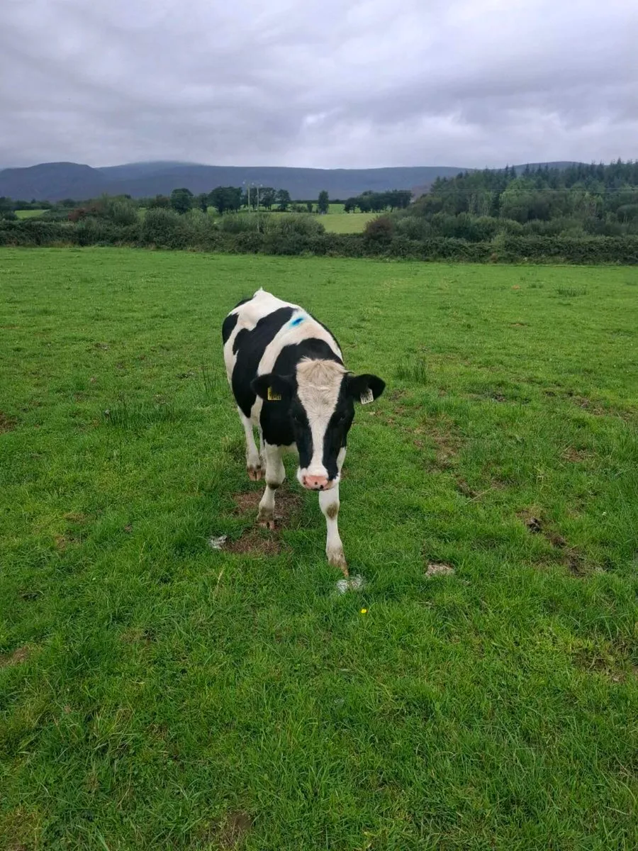 British F.r. Heifers - Image 2
