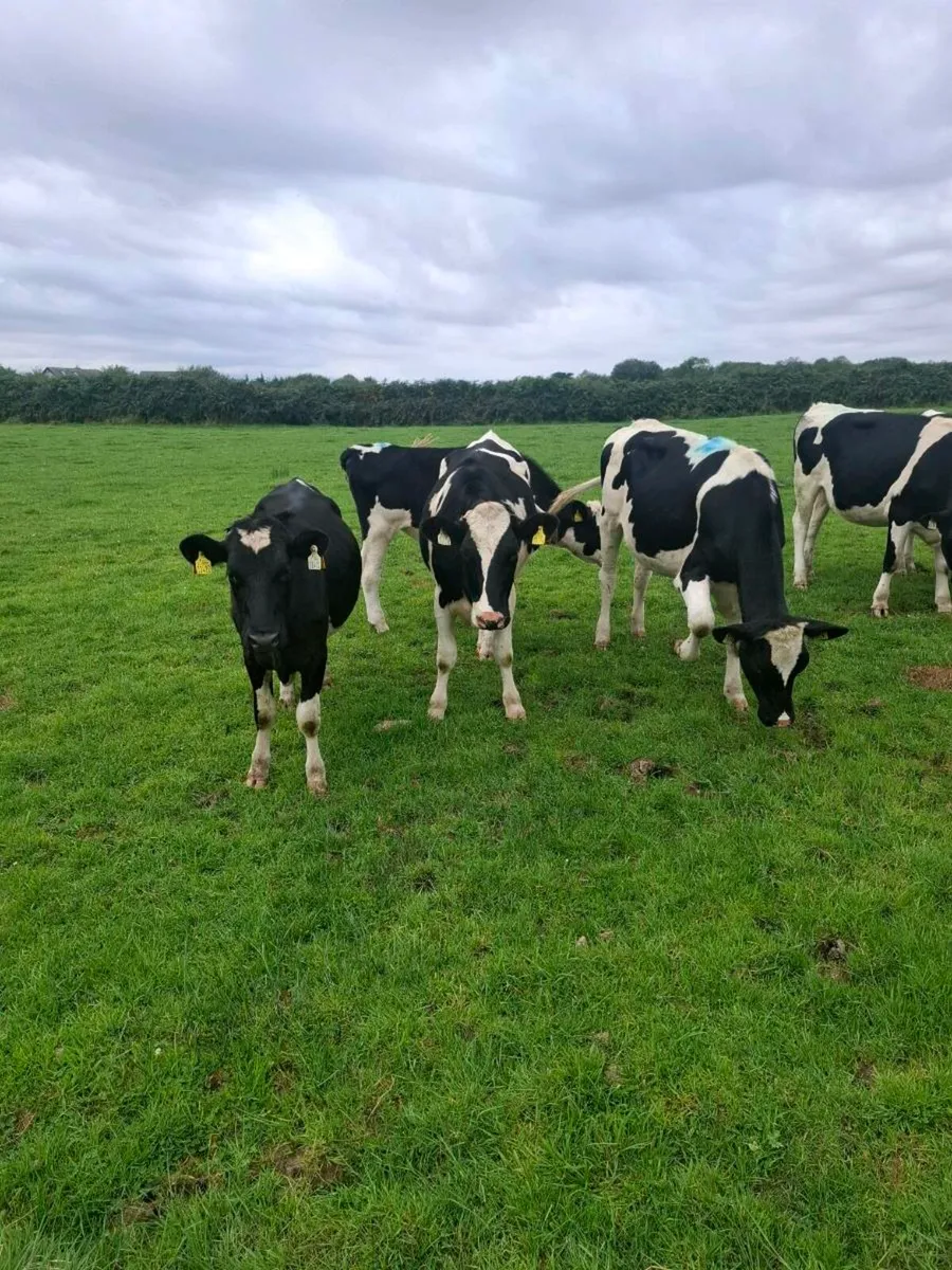 British F.r. Heifers - Image 3