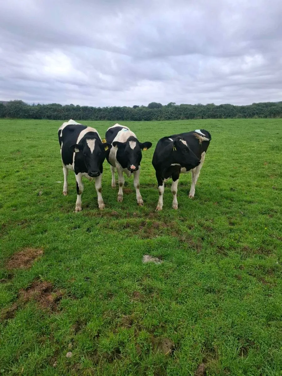 British F.r. Heifers - Image 4