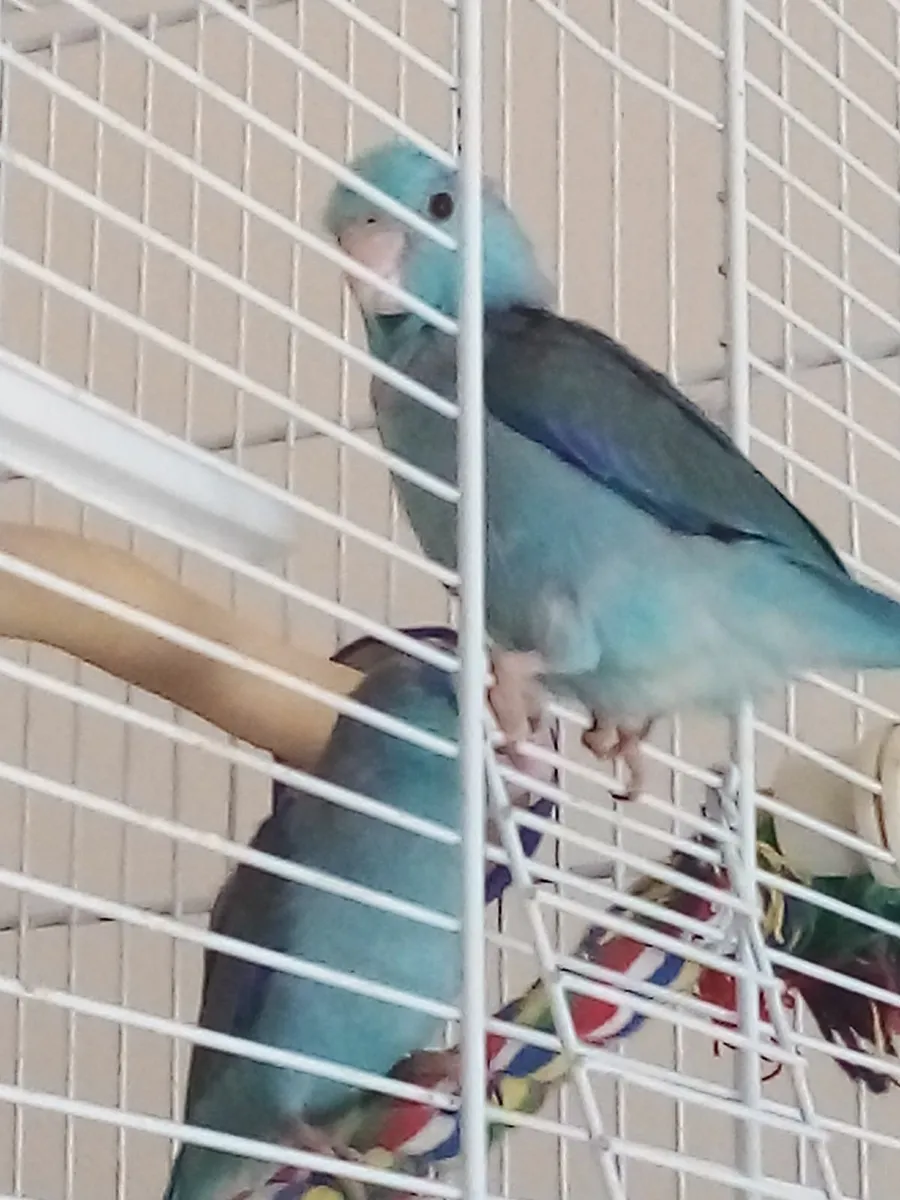 Hand reared parrots - Image 3
