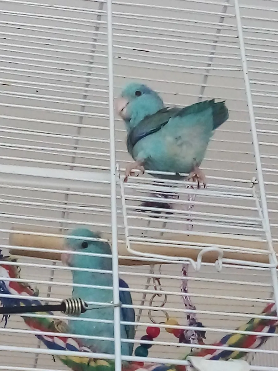 Hand reared parrots - Image 4