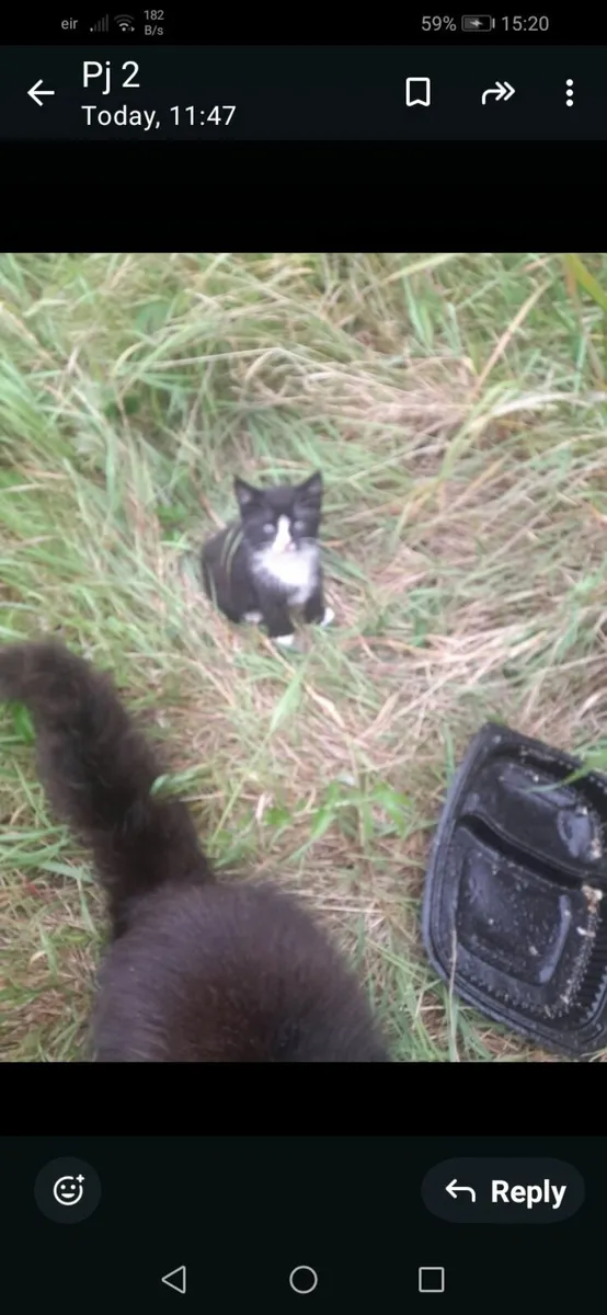 Kittens - Image 1