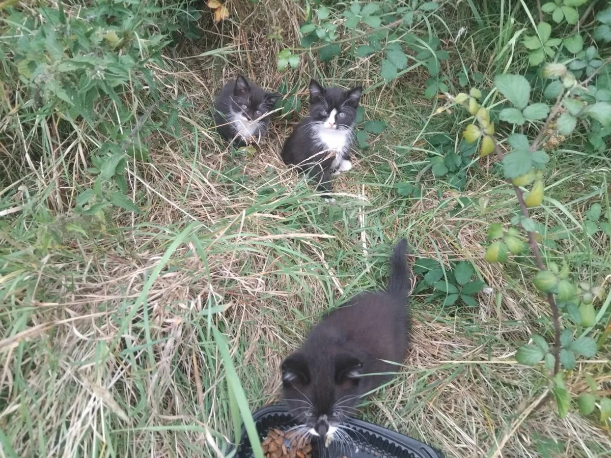 Kittens - Image 2