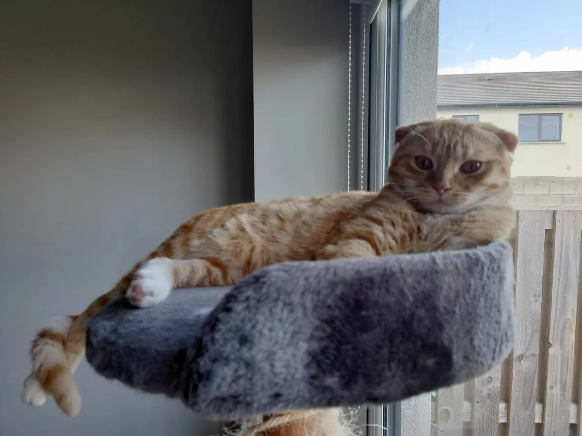 Cat - Image 3