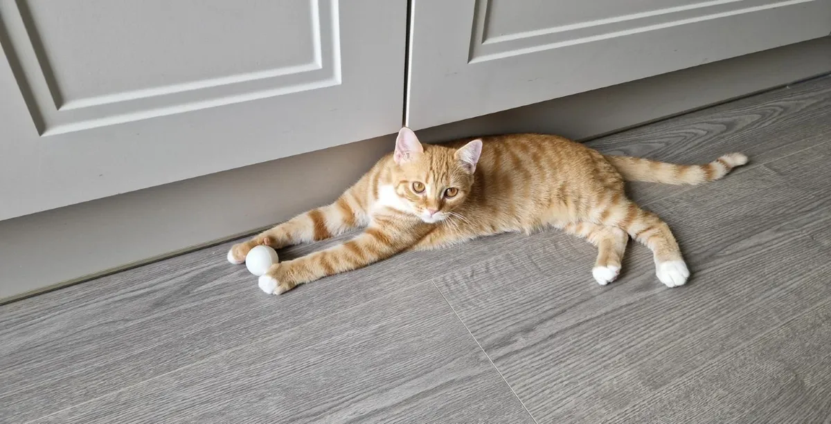 Cat - Image 4
