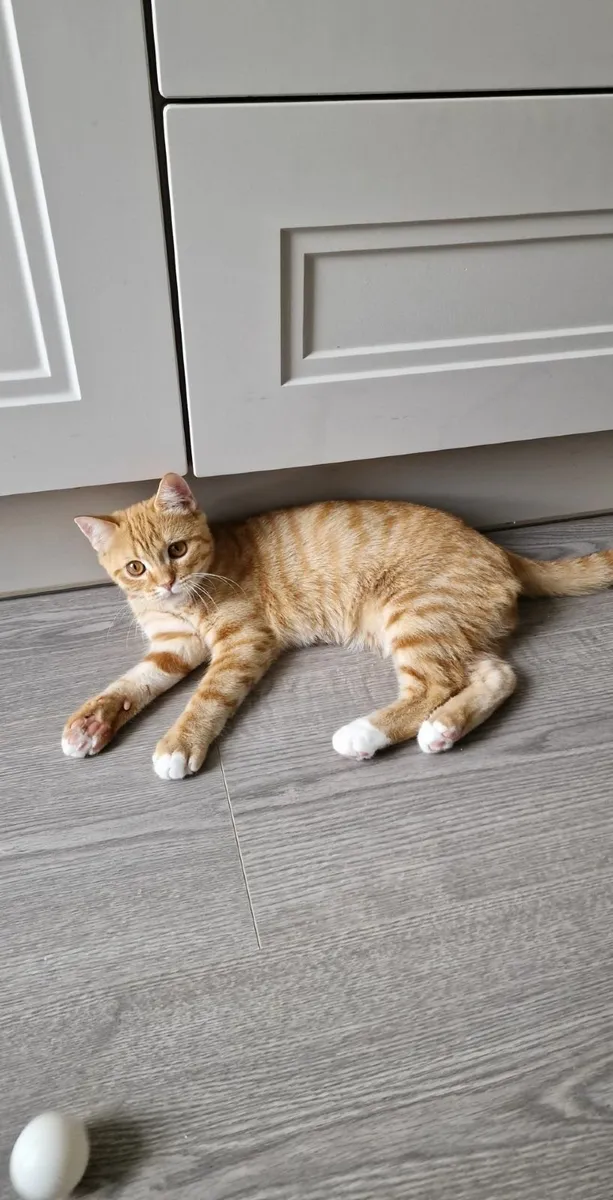 Cat - Image 1
