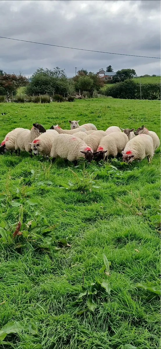 Breeding lambs - Image 1