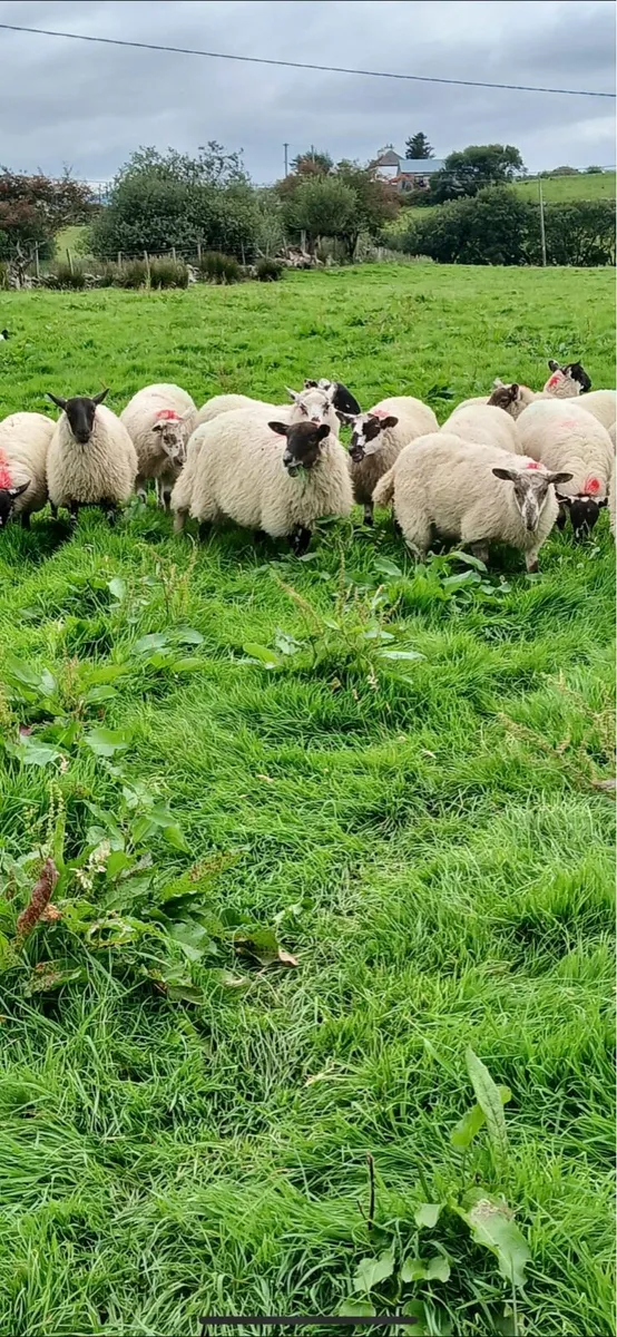 Breeding lambs - Image 2
