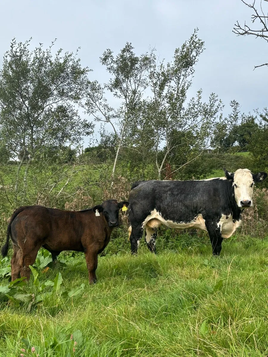 Cow and Calf (Balla mart 23rd) - Image 1