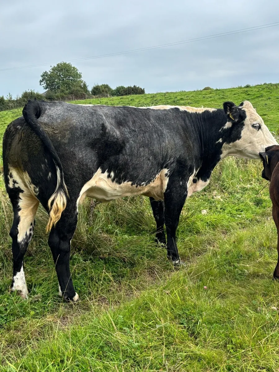 Cow and Calf (Balla mart 23rd) - Image 3