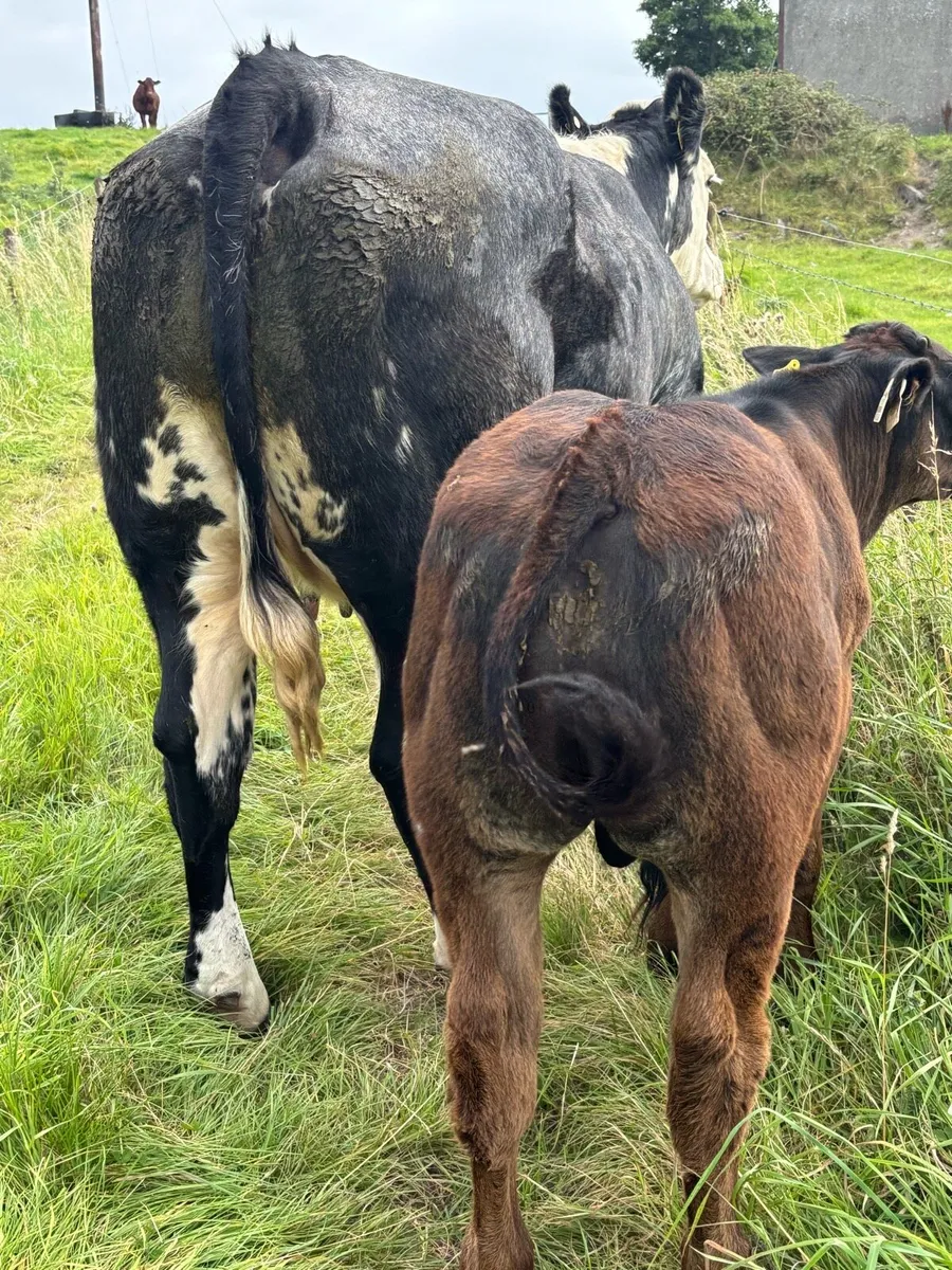 Cow and Calf (Balla mart 23rd) - Image 4