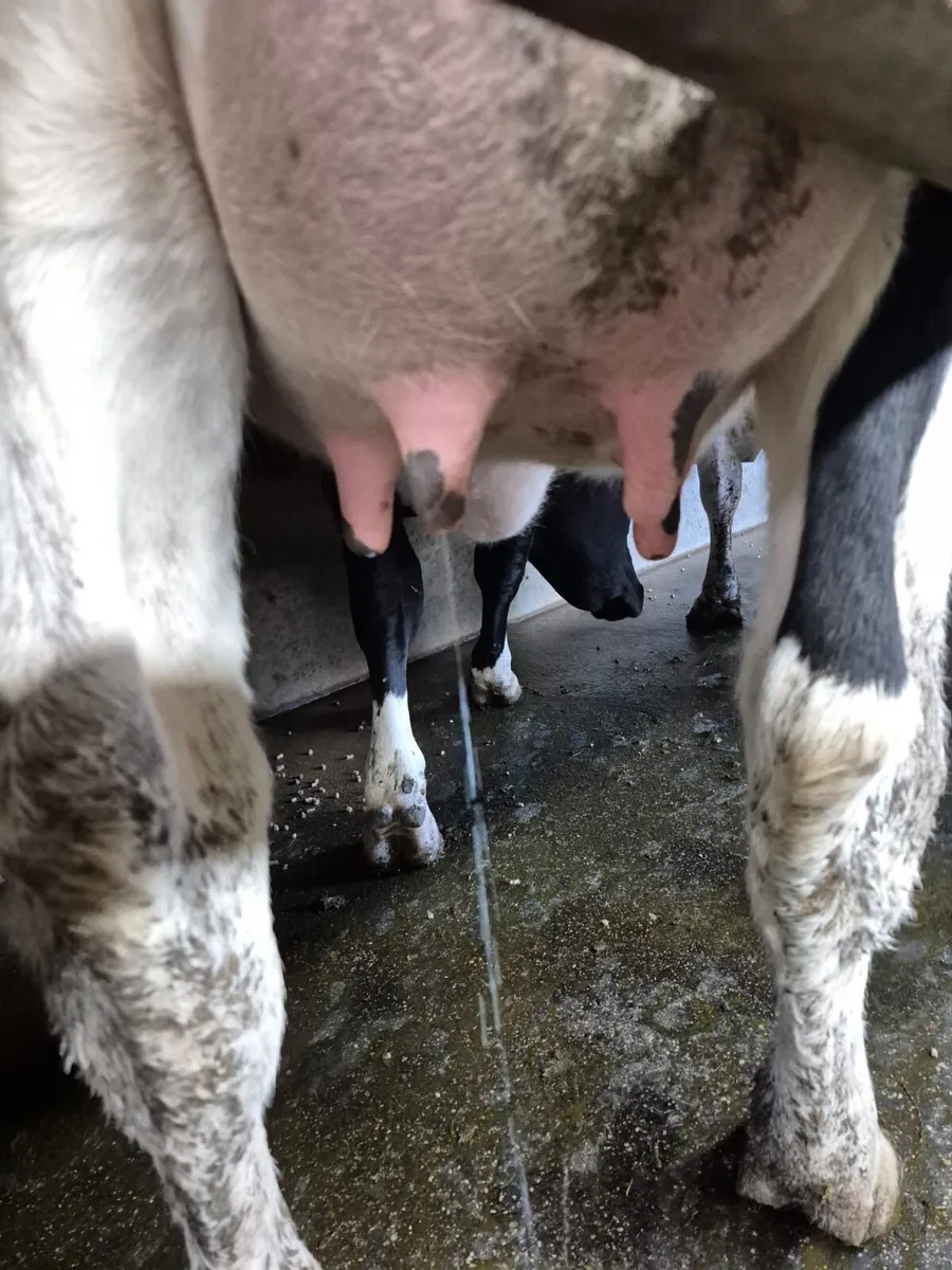 Calved heifer - Image 3