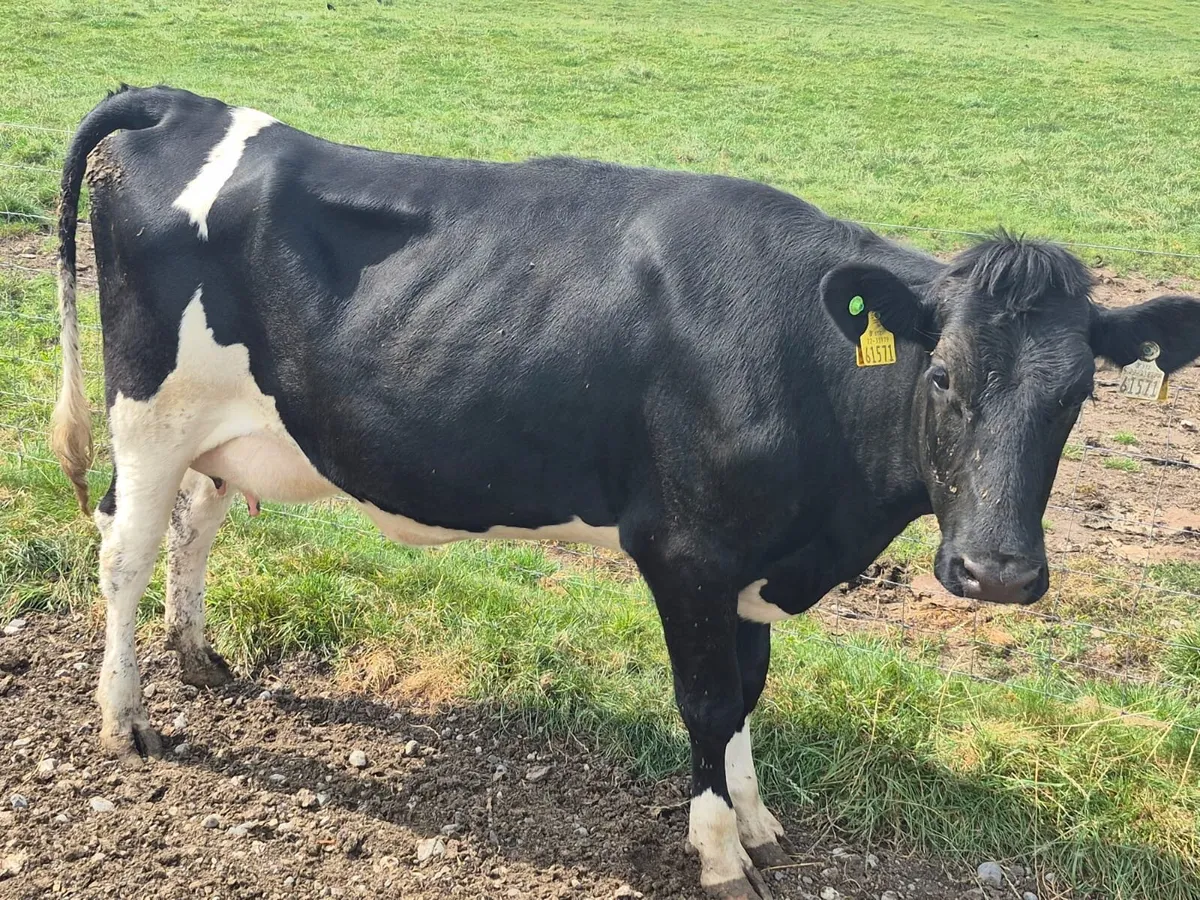 Calved heifer - Image 4