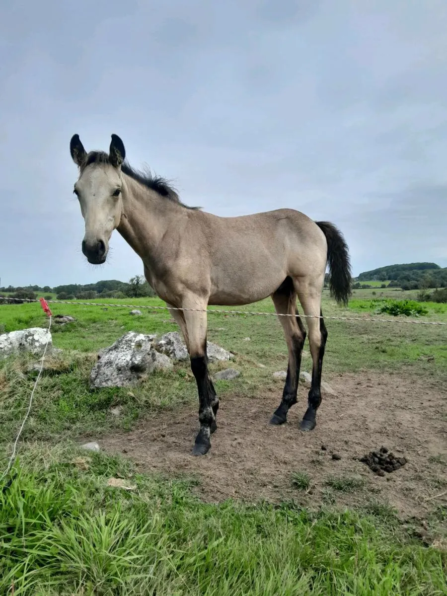 Mare & Foal - Image 1