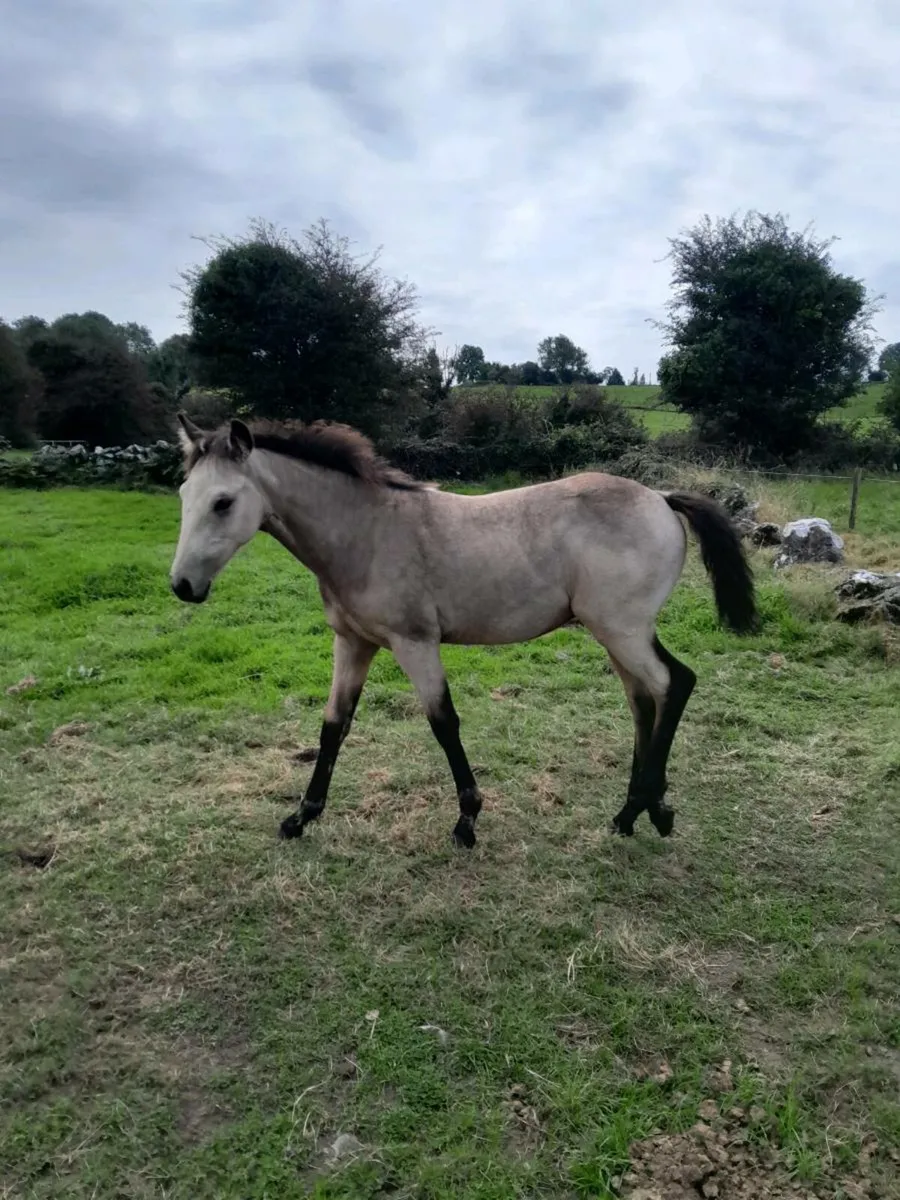 Mare & Foal - Image 2