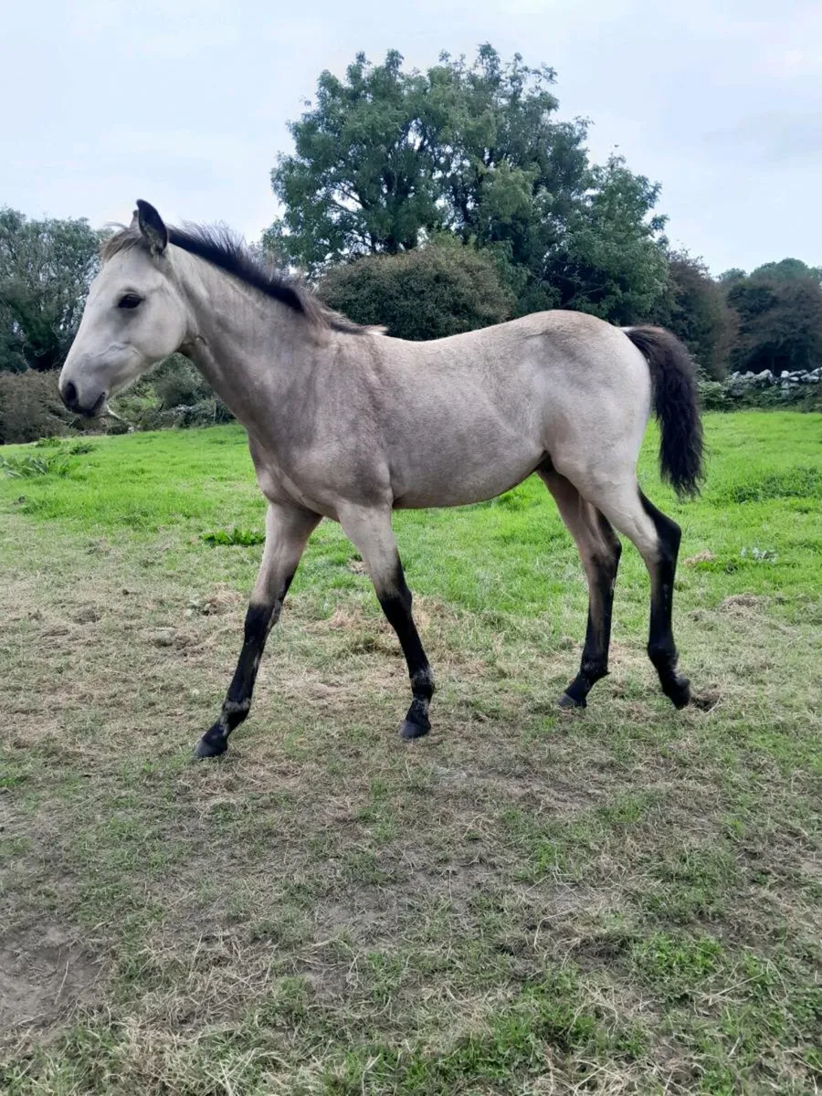 Mare & Foal - Image 3