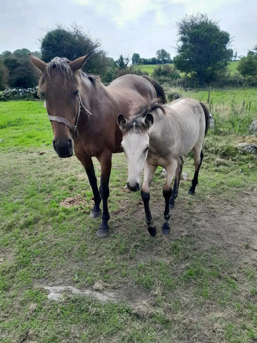 Mare & Foal - Image 4
