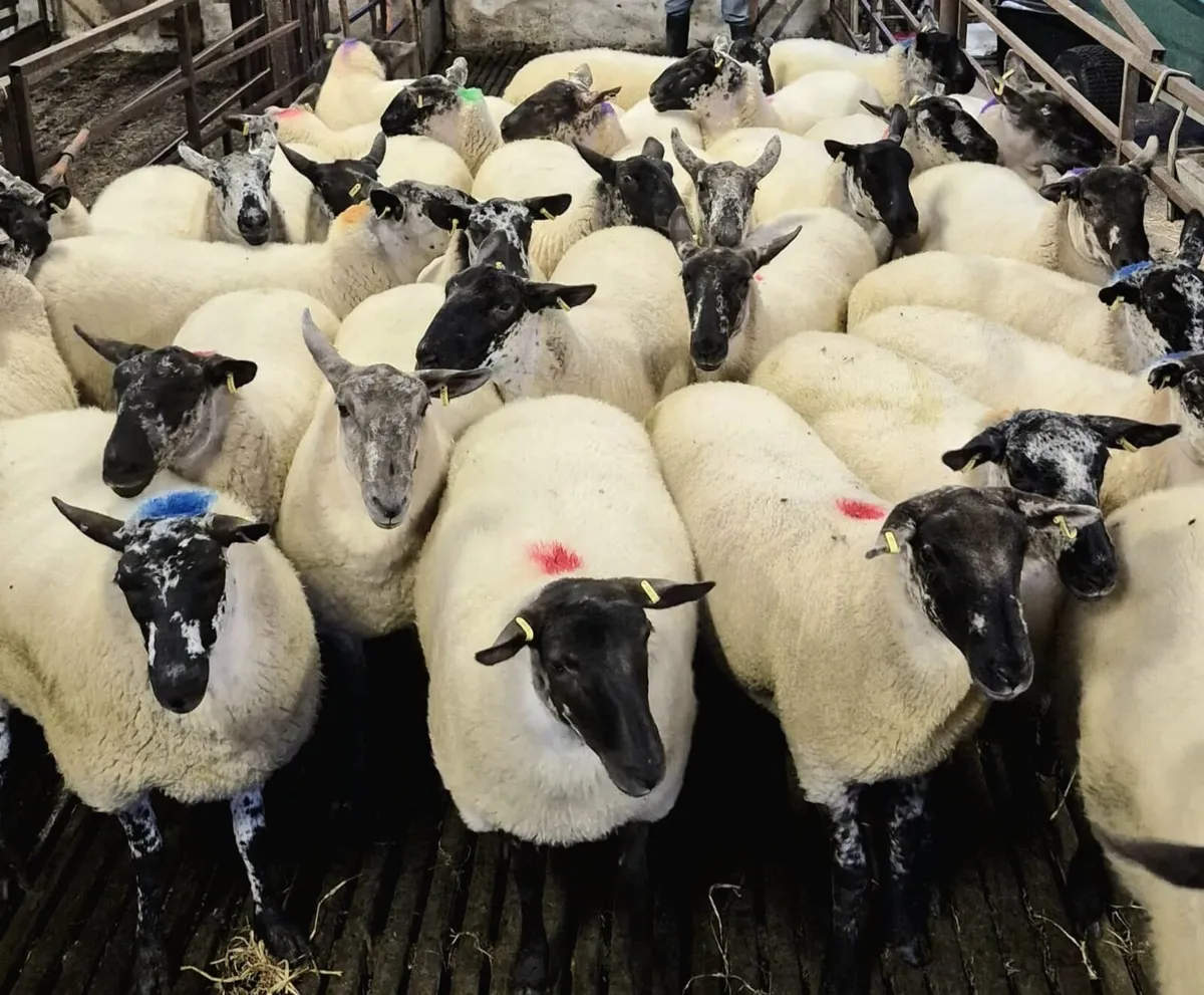 Coolaney sheep sales Co.Sligo - Image 1