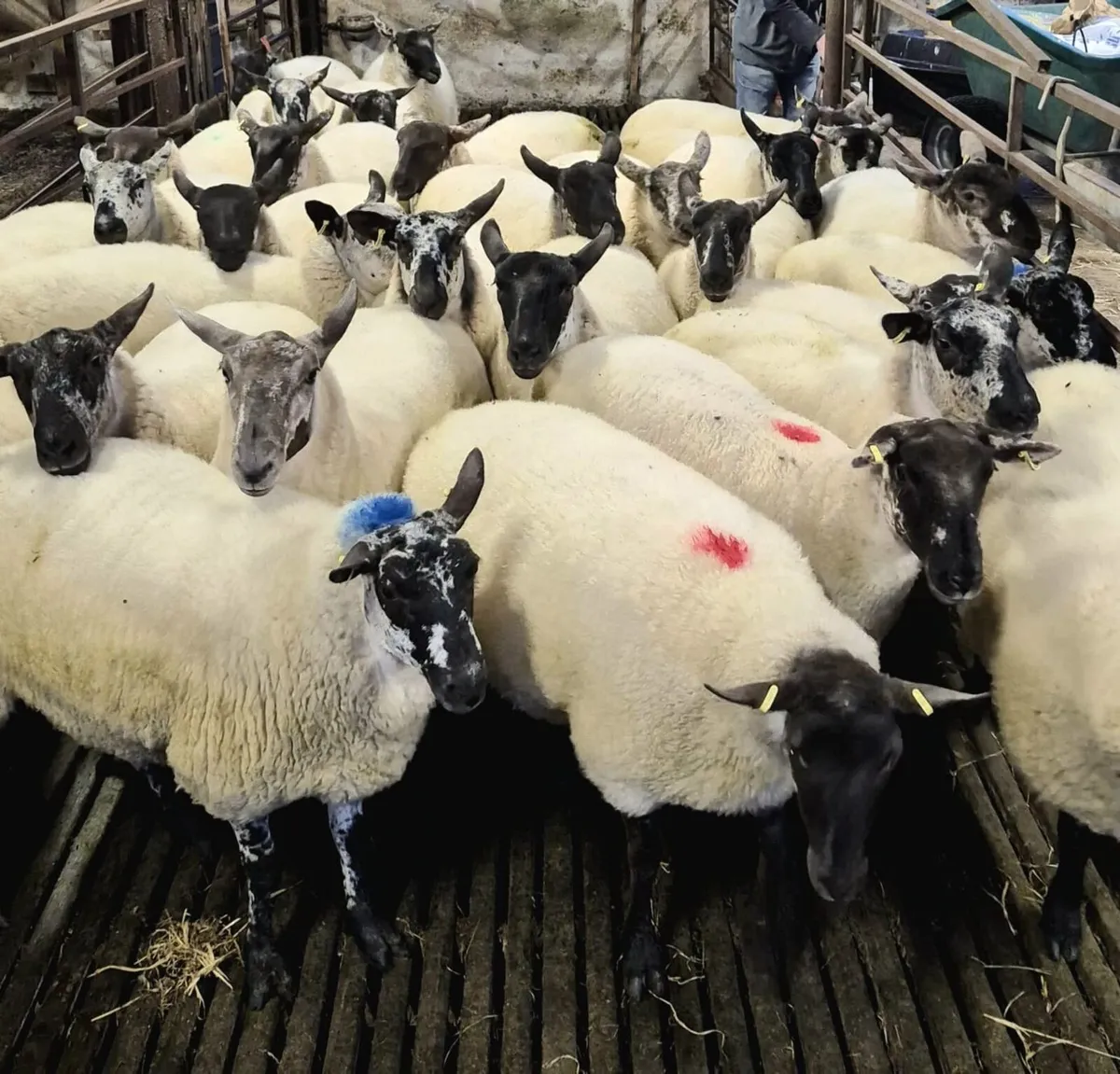 Coolaney sheep sales Co.Sligo - Image 2