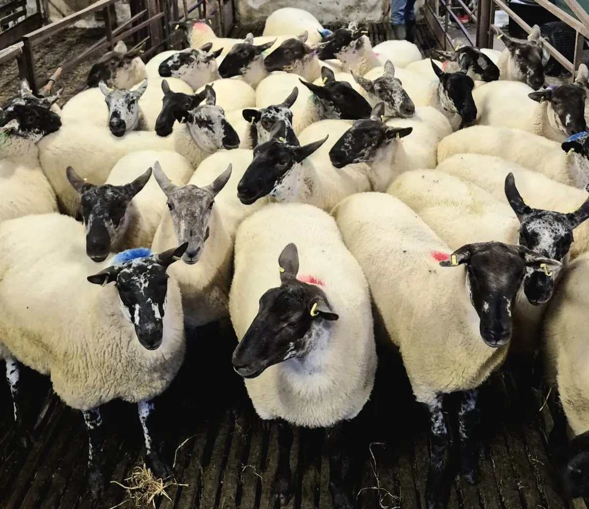 Coolaney sheep sales Co.Sligo - Image 3