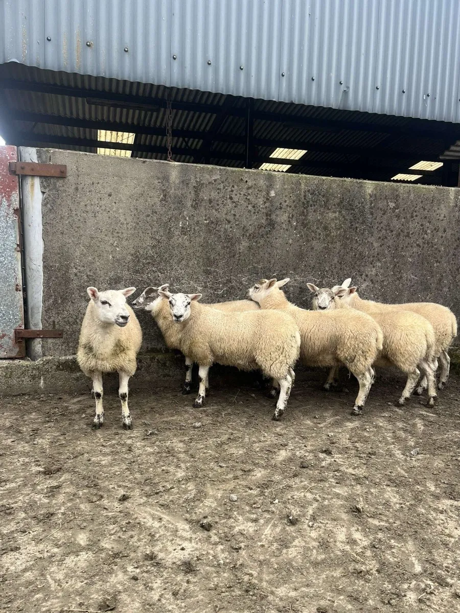 Coolaney sheep sales Co.Sligo - Image 4