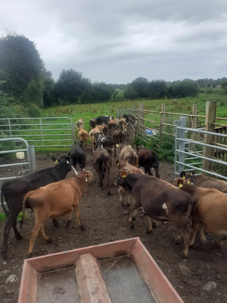 Weanlings - Image 1