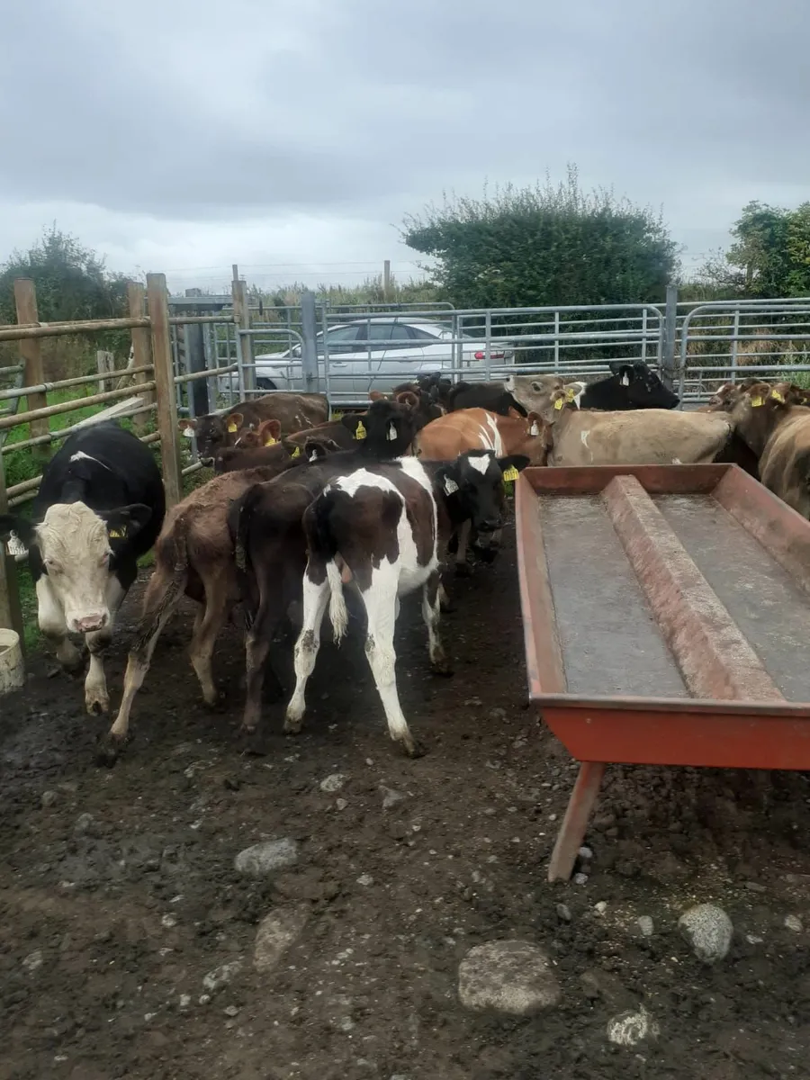 Weanlings - Image 2