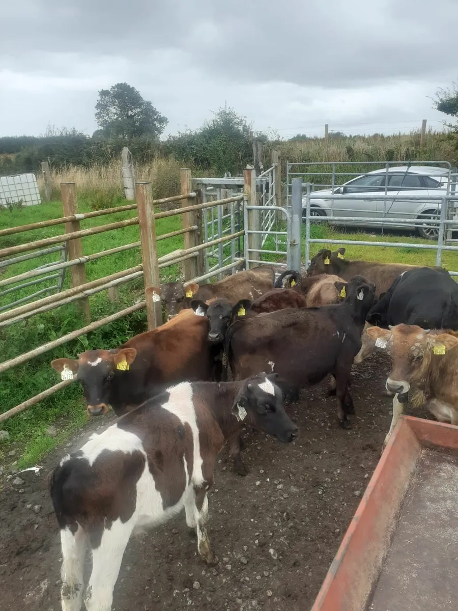 Weanlings - Image 3