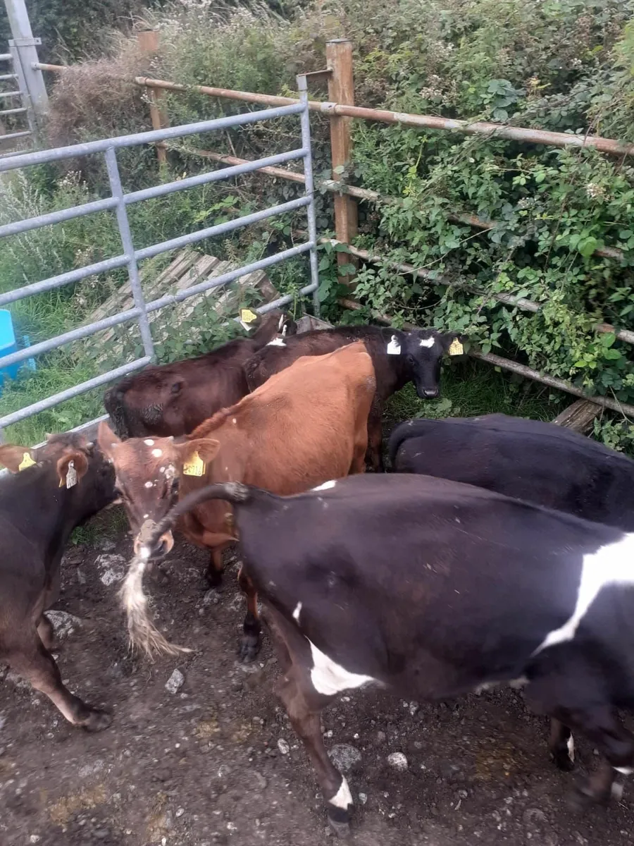 Weanlings - Image 4