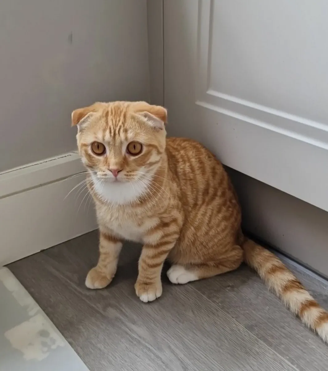 Cat - Image 2