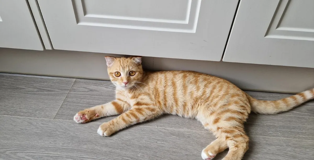 Cat - Image 3
