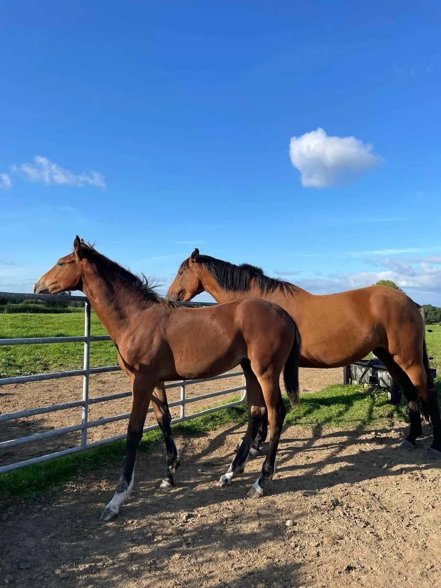 Foal for sale - Image 1