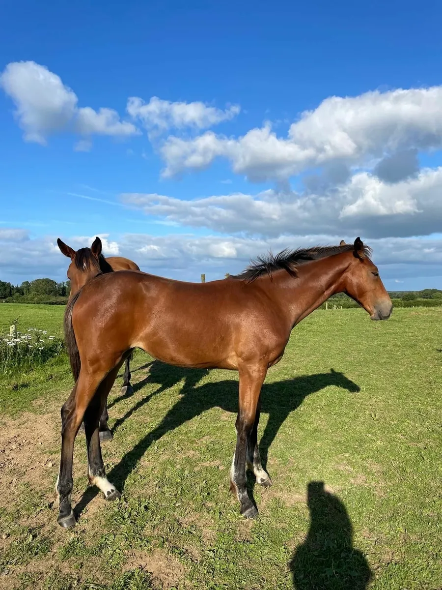 Foal for sale - Image 2