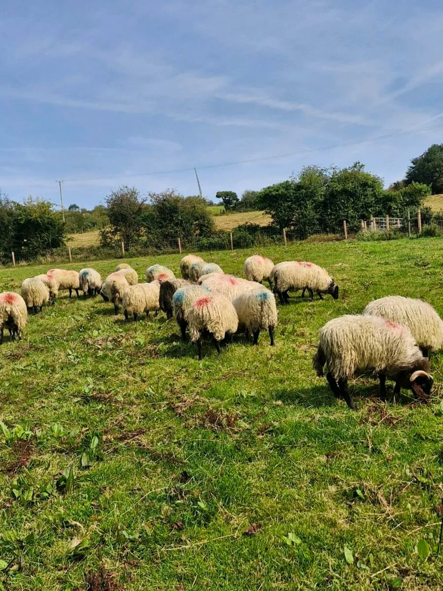 STORE LAMBS  all rams - Image 1