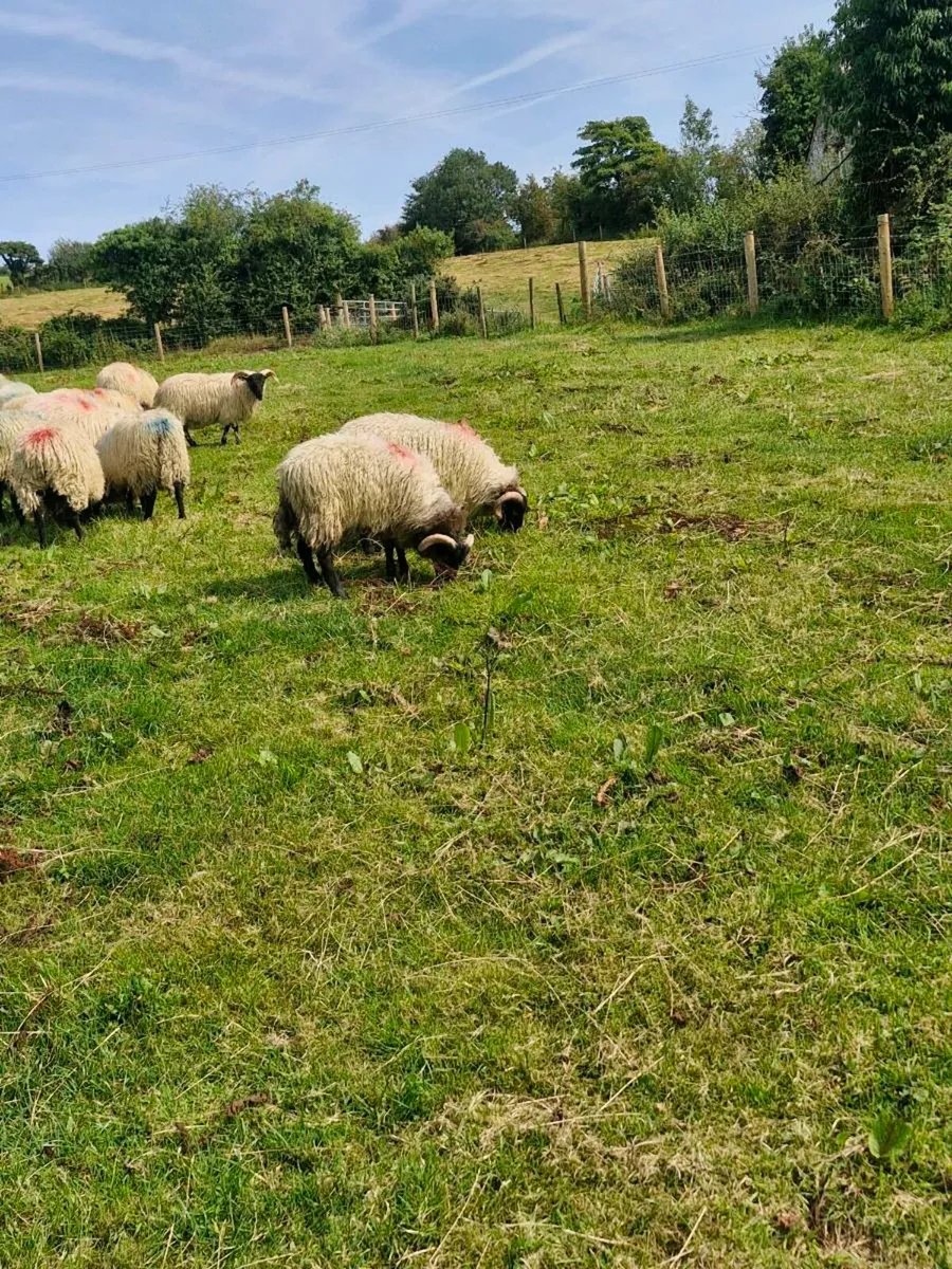 STORE LAMBS  all rams - Image 2