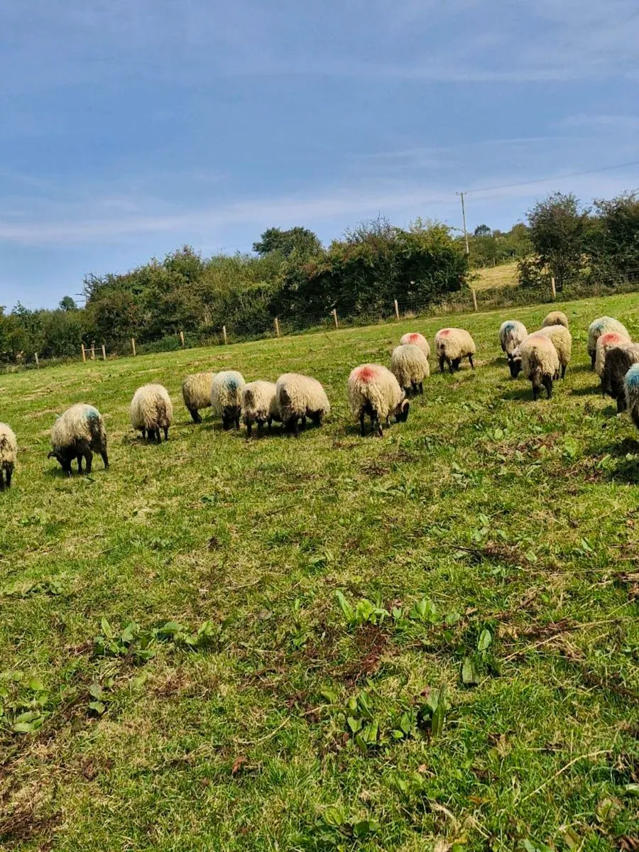 STORE LAMBS  all rams - Image 3