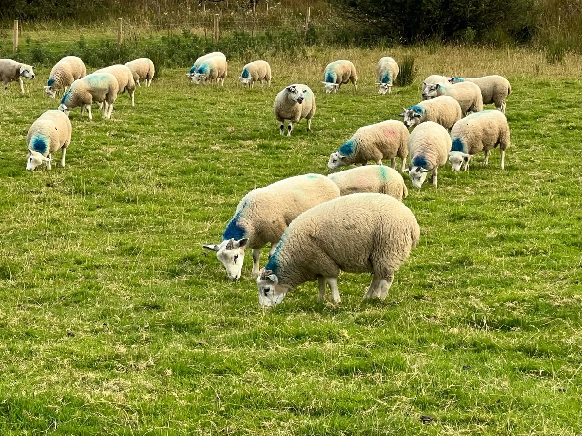 Texel X ram lambs - Image 1