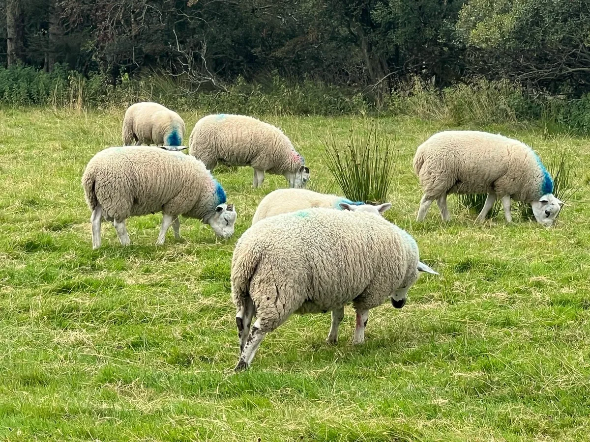 Texel X ram lambs - Image 2