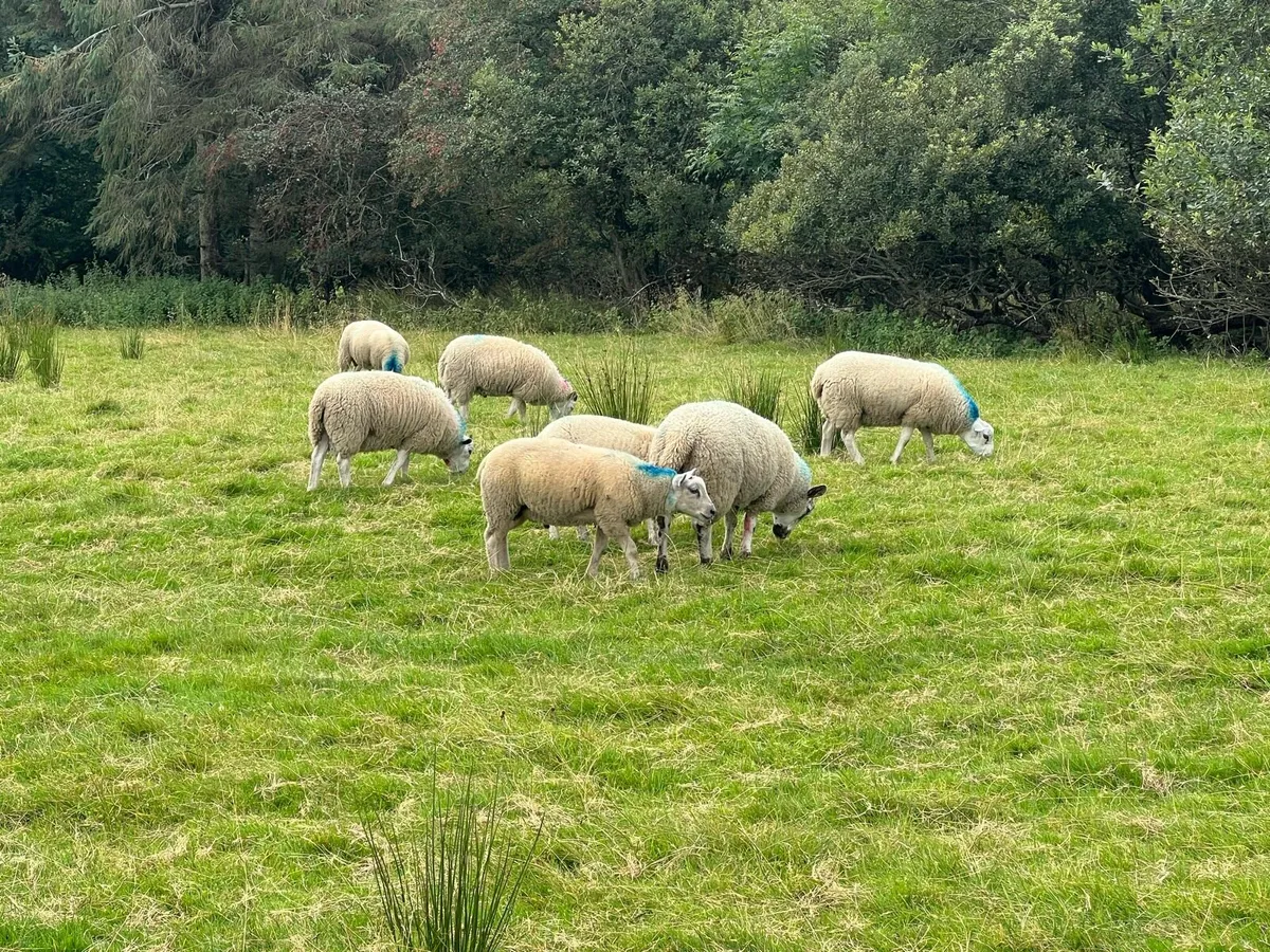 Texel X ram lambs - Image 3
