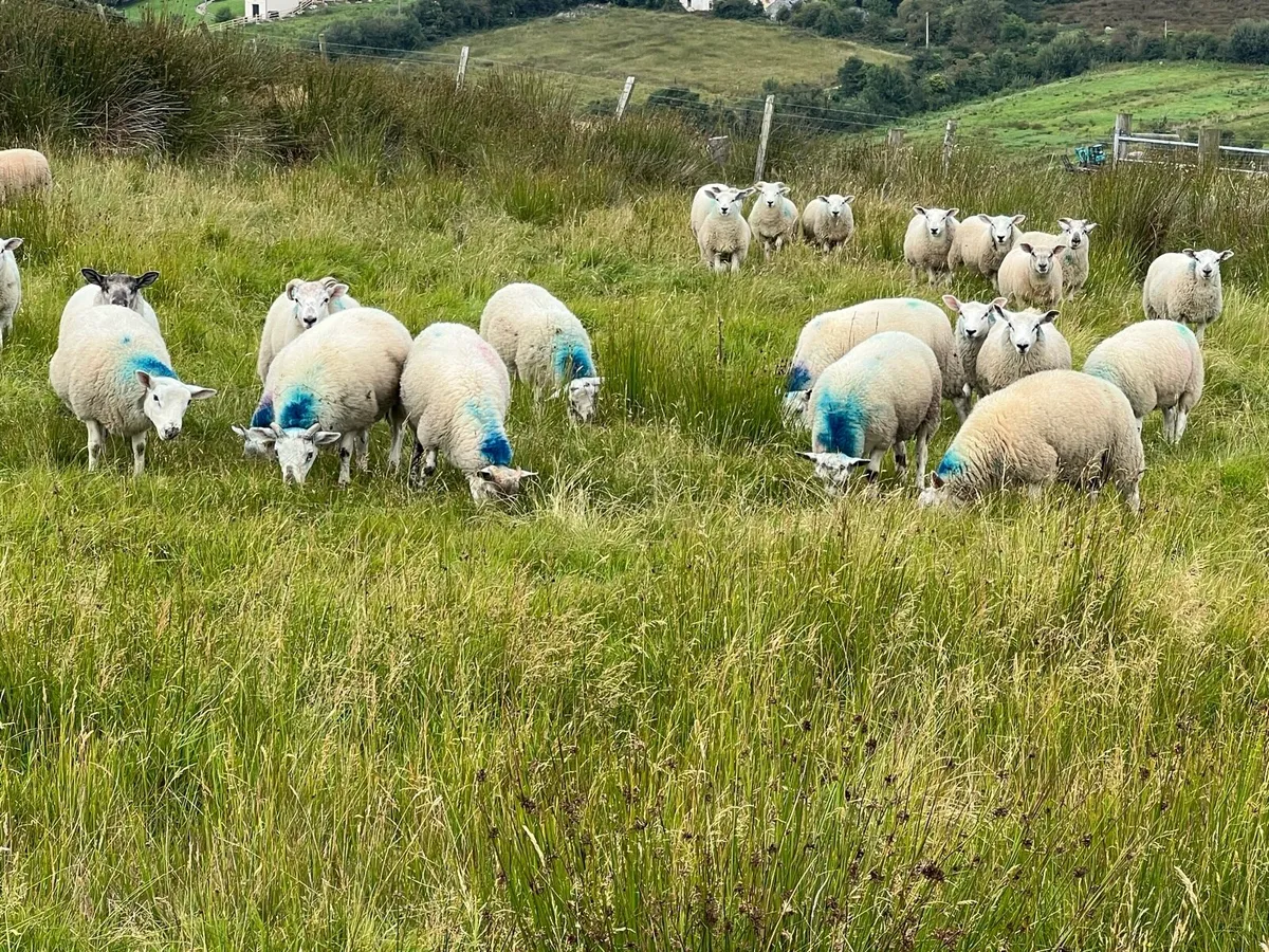 Texel X ram lambs - Image 4