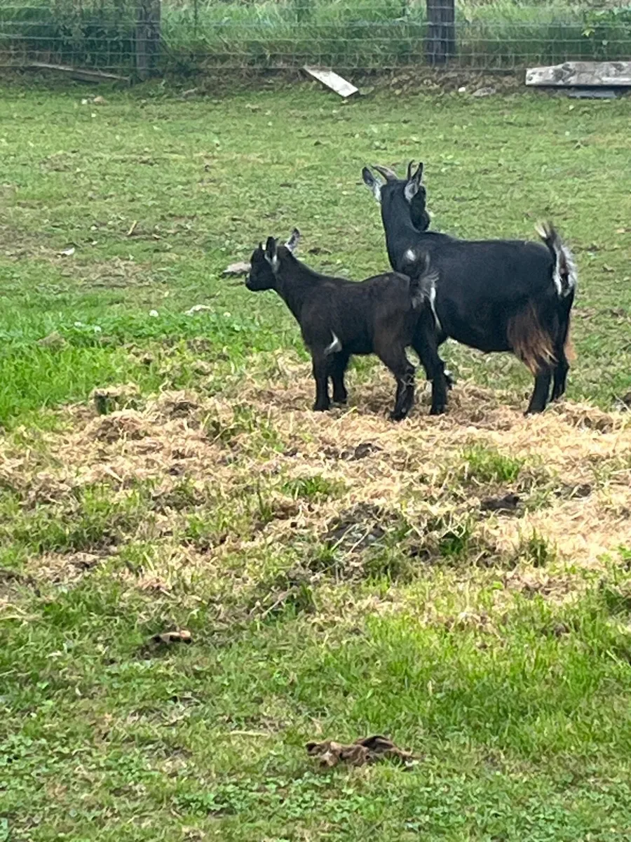 Pygmy goat kid - Image 1