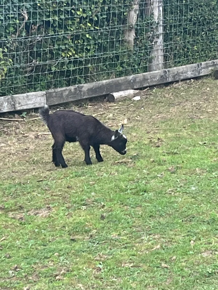 Pygmy goat kid - Image 2