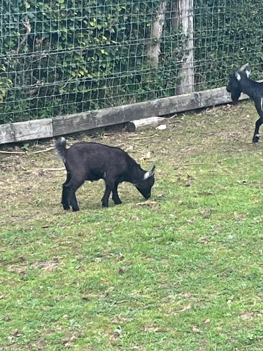 Pygmy goat kid - Image 3