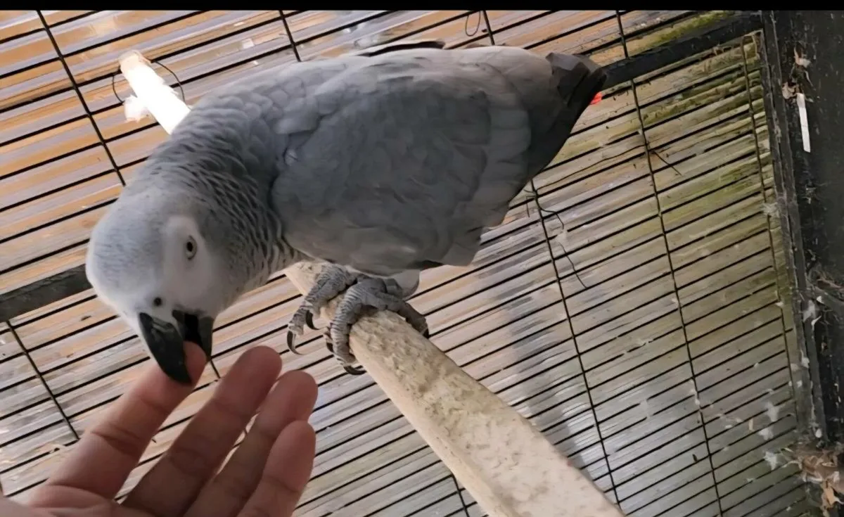 Lost African grey parrot (name naila) in Galway - Image 1