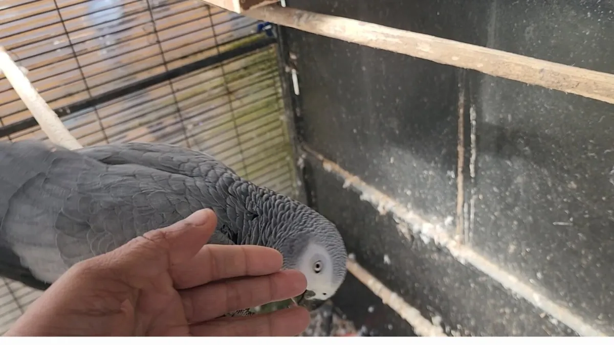 Lost African grey parrot (name naila) in Galway - Image 2